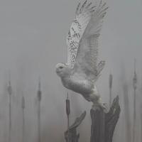 Snowy Owl,  Daniel Behm